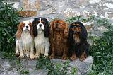 CAVALIER KING CHARLES 797